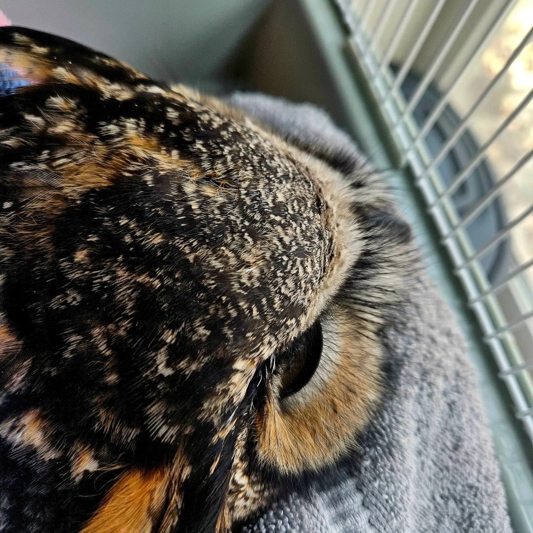 This beautiful boy was found in the road.It was clear to see he has a broken back. I'll keep him comfortable, safe a nd he can have as many mice as he wants. His prognosis is not good.
UPDATE: He's free now. 😔