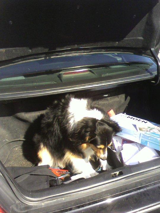Cal (Tom) Hamilton's album, Scamp