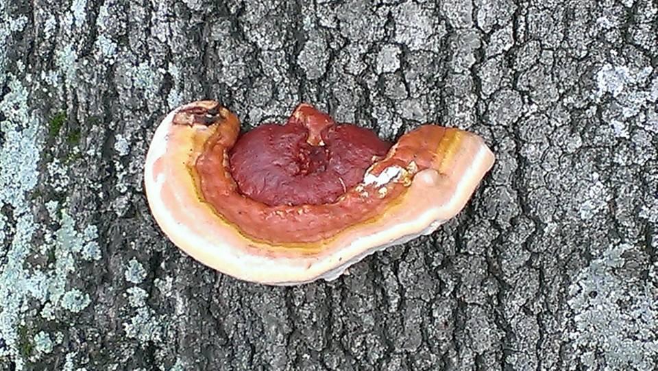 Steve Taylor's album, Mobile uploads