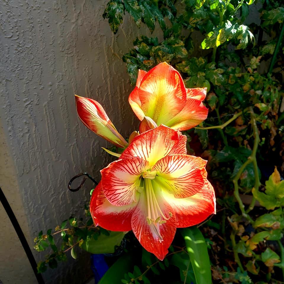 Jim Johnson's album, Mobile uploads