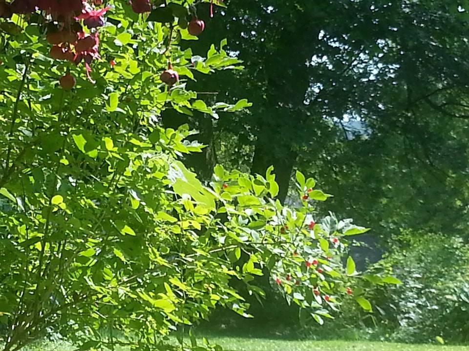 Robert Geary's album, Mobile uploads