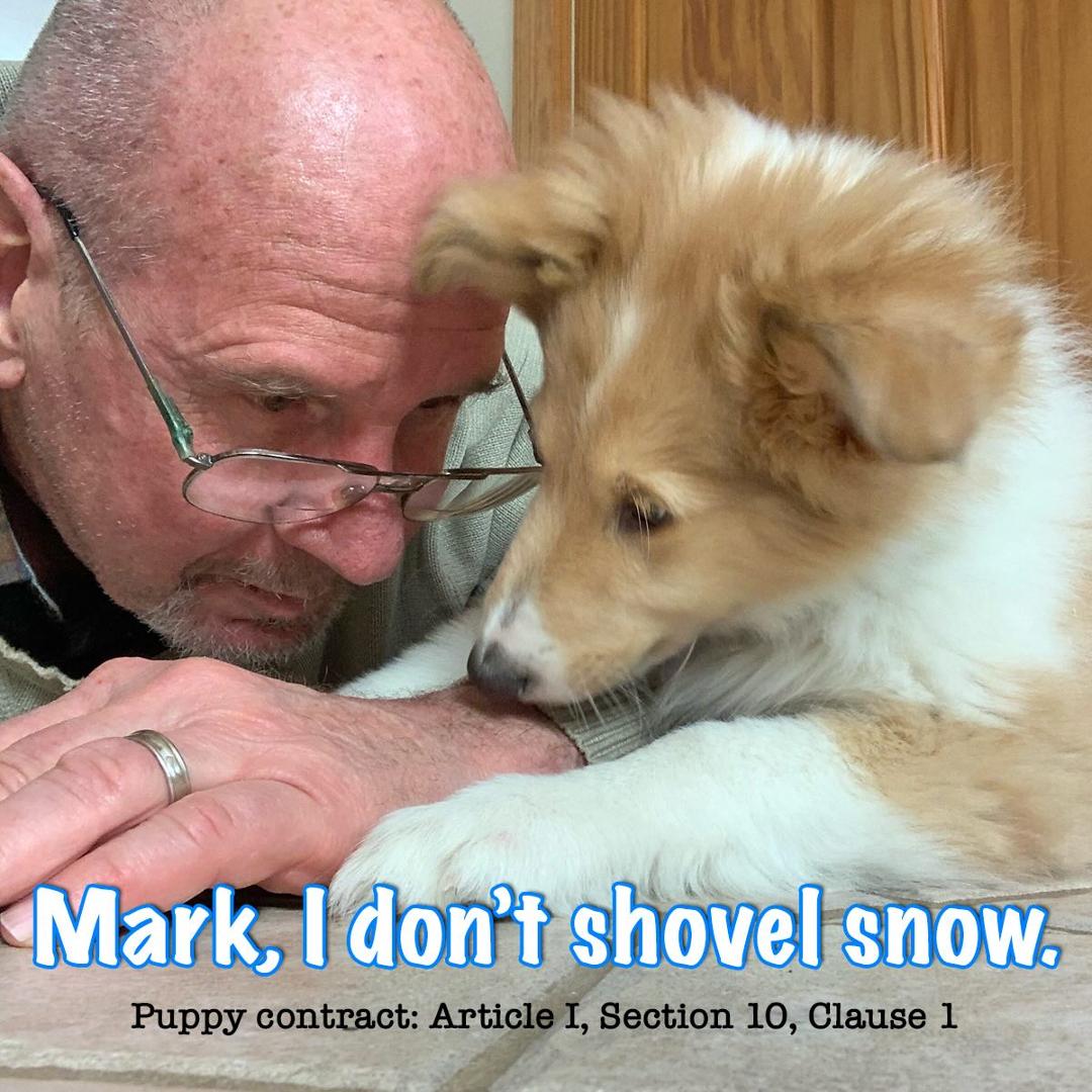 “Not even for a trio of treats…” #snowbuddy #snowday #snowdayfun #puppyfun #dogsofwisconsin