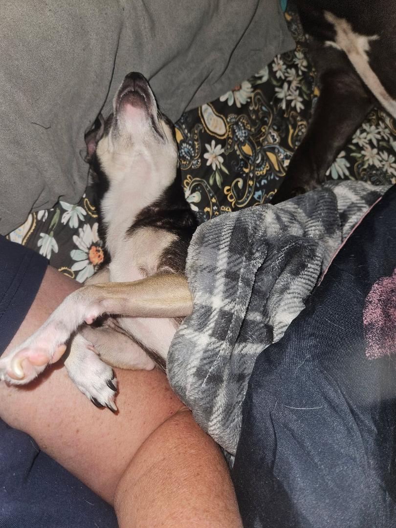 This is what I woke up too this morning.. Jellybean crashed out...