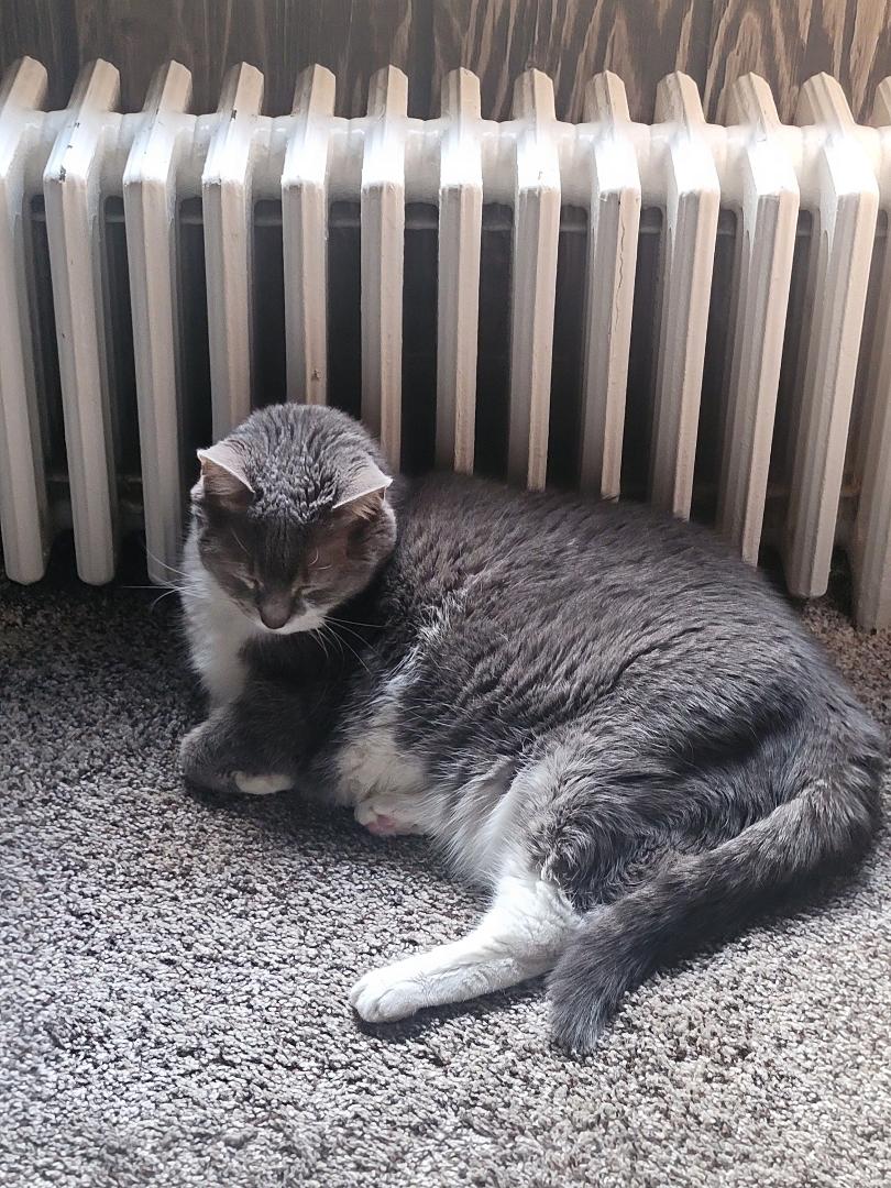 My kitty getting warm.