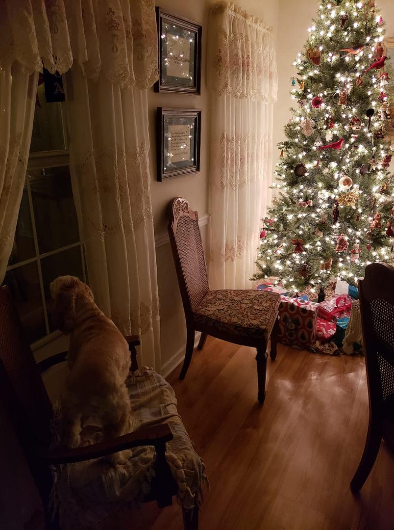Matty looking for Santa Claus...with visions of beggin' strips in her head.
