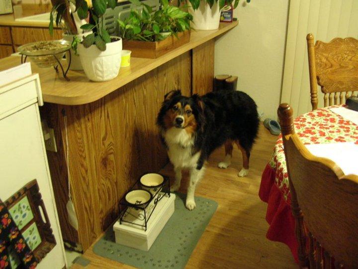 Cal (Tom) Hamilton's album, Scamp