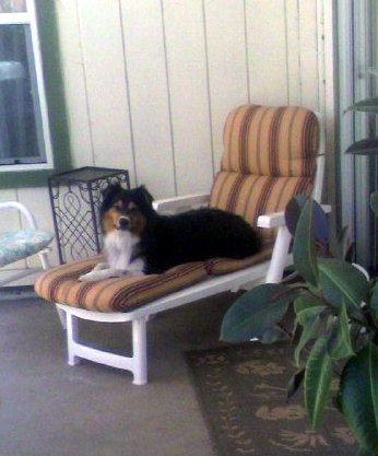 Cal (Tom) Hamilton's album, Scamp
