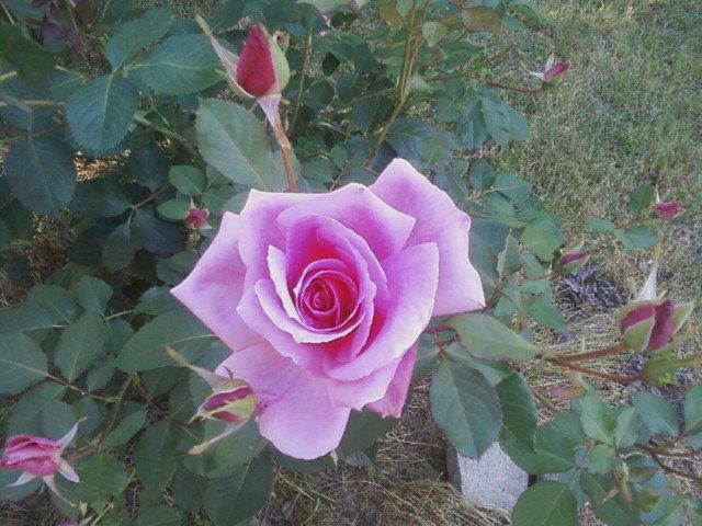 Lea Trew's album, Mobile uploads