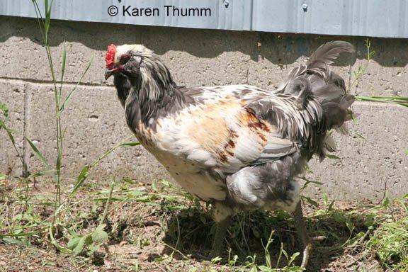 Karen Thumm's album, Photos