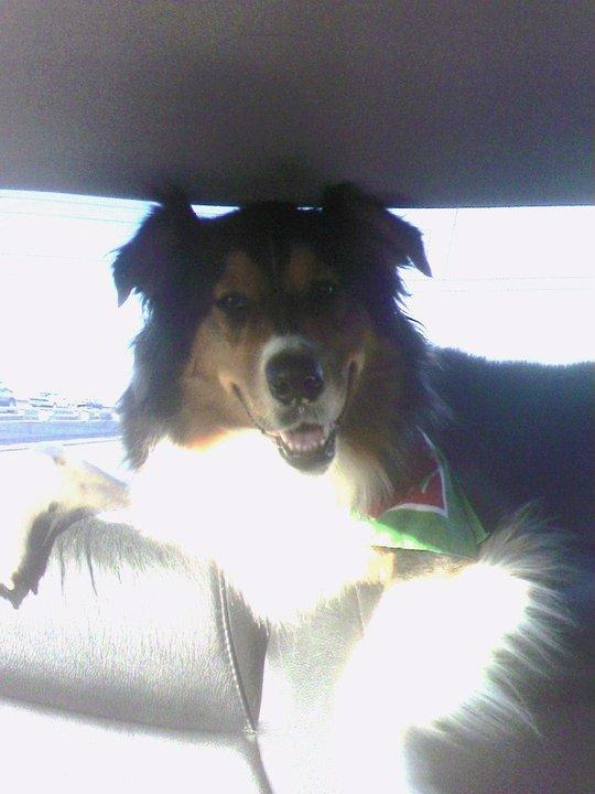 Cal (Tom) Hamilton's album, Scamp
