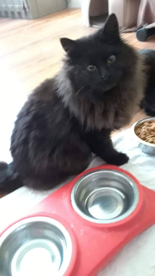 This little  one came to our home as a frightening  terror and we shook him out of the cage after his little sister walked out. He has become a handsome loving and snuggle buddy. All it took was love.