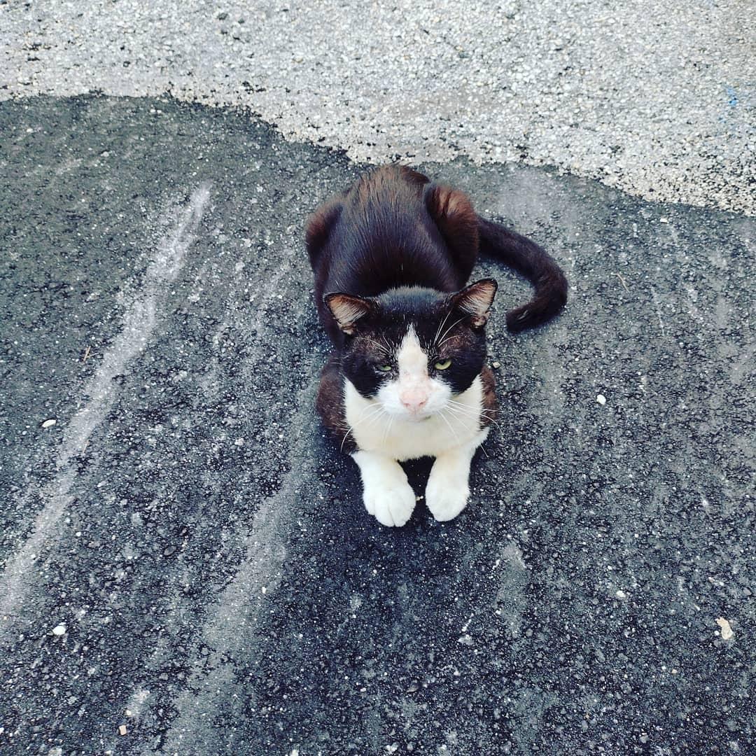 Mini Kaplan's album, Photos