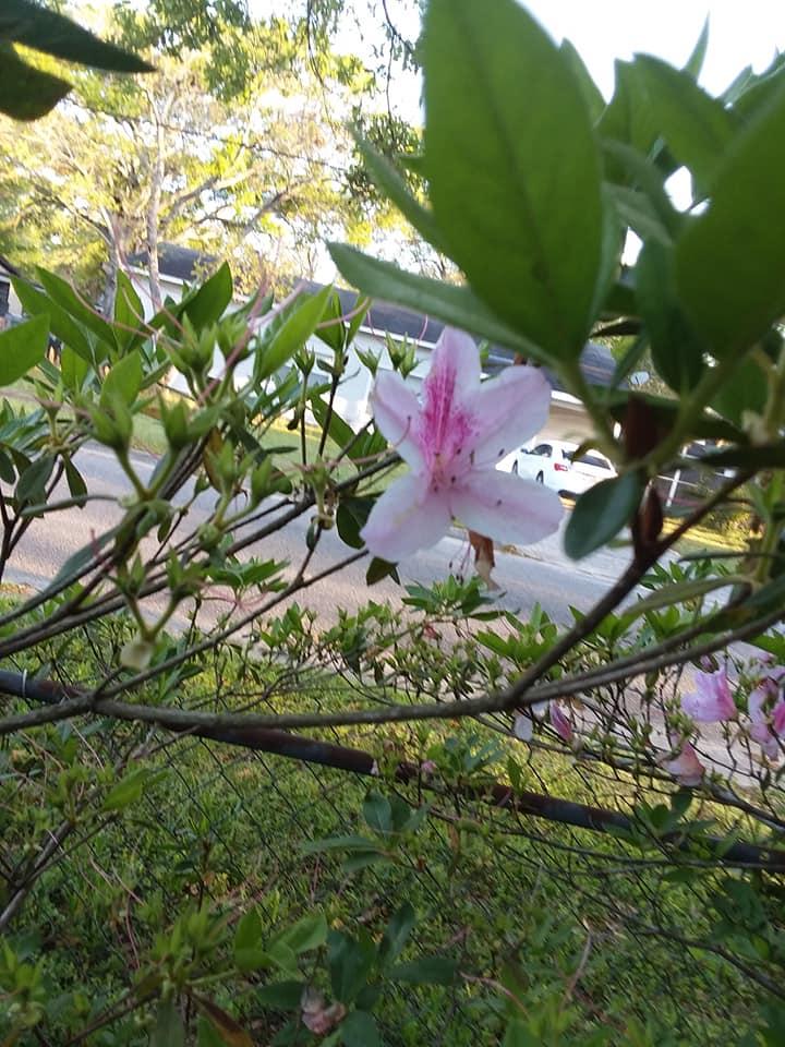 Nancy Keith's album, Mobile uploads