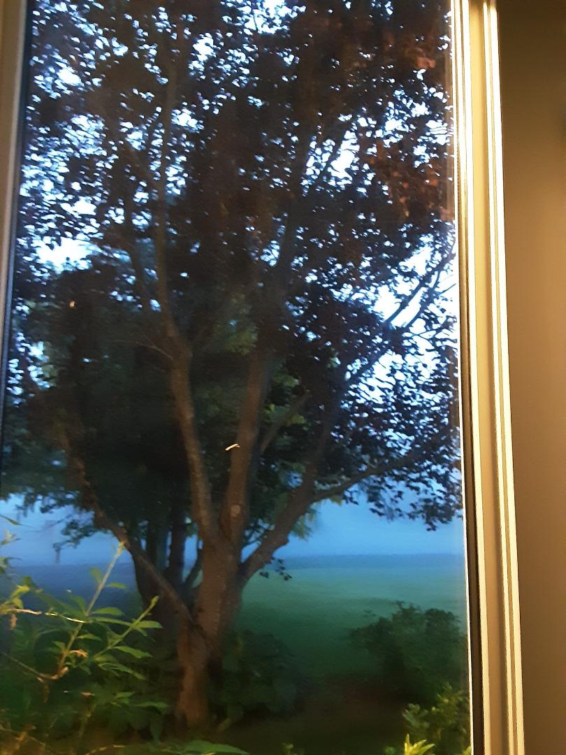 Love this picture. I took it a morning last week. Hard to believe we planted it 43 years ago.