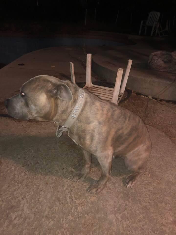 Brindle pitbull in need of home .
7 years old he’s not good with other dogs very smart and 
needs a loving family