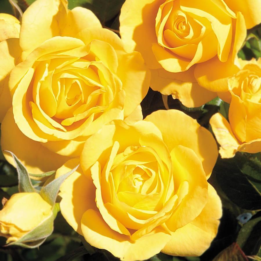 Rita Honaker's Classmates® Profile Photo