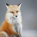 Stephen Fox's Classmates® Profile Photo