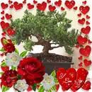 Donna Cimitile