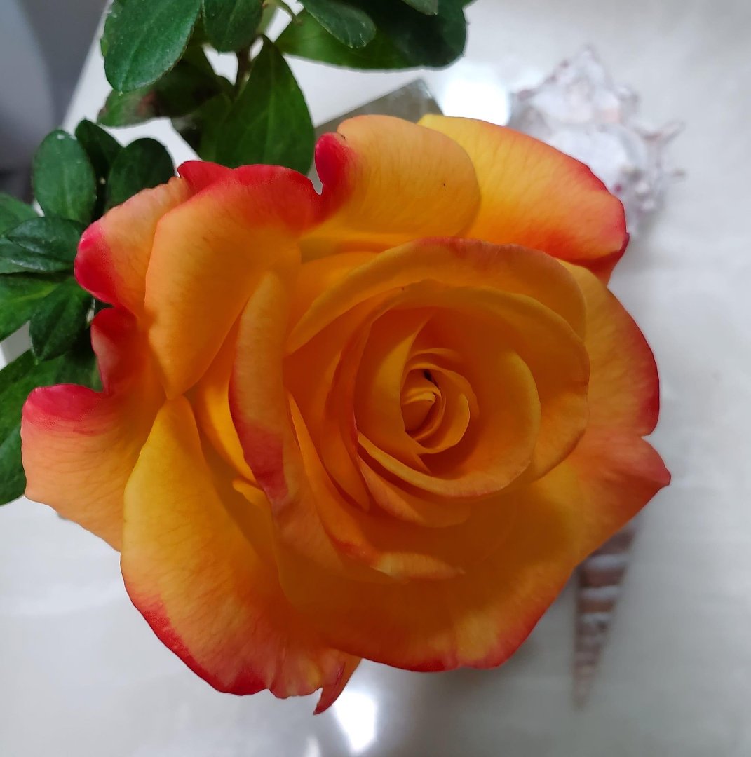 Lynnette Purvis's Classmates® Profile Photo