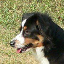 Sandy Chowning's Classmates® Profile Photo