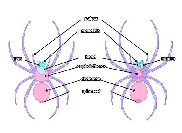 How to draw a spider - tutorial
