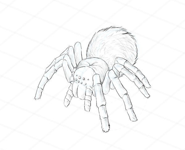 How to draw a spider - tutorial