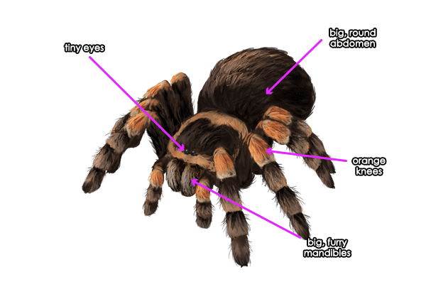 How to draw a spider - tutorial