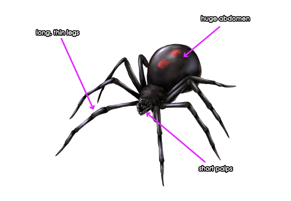 How to draw a spider - tutorial