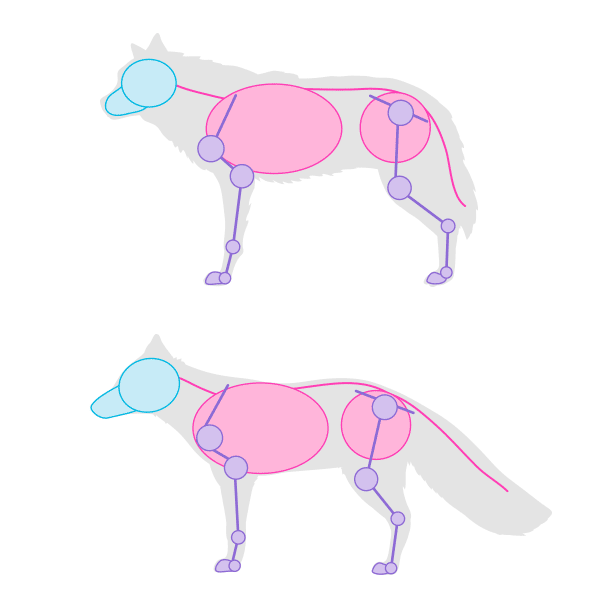 How to Draw a Fox