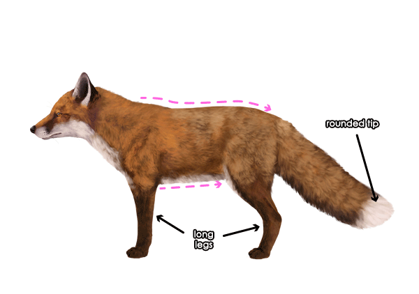 How to Draw a Fox