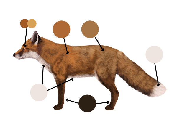 How to Draw a Fox