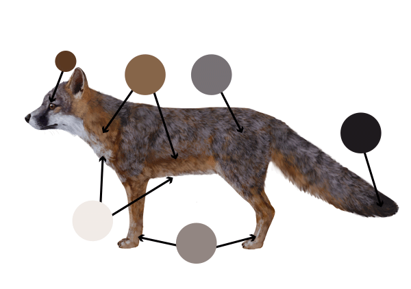 How to Draw a Fox
