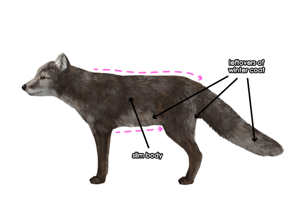How to Draw a Fox