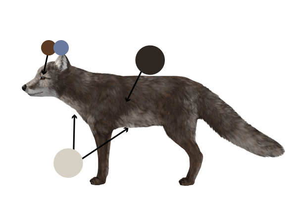How to Draw a Fox
