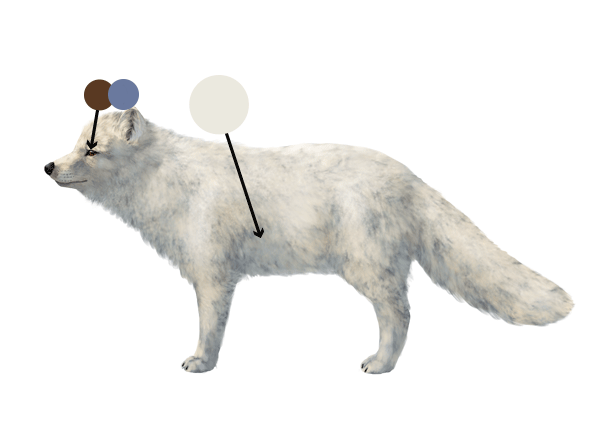 How to Draw a Fox