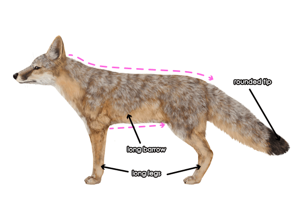 How to Draw a Fox