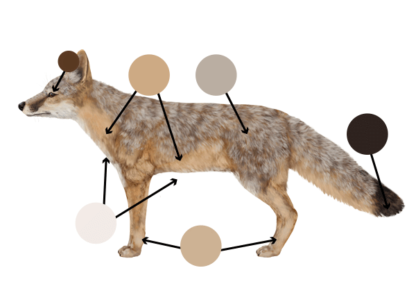 How to Draw a Fox