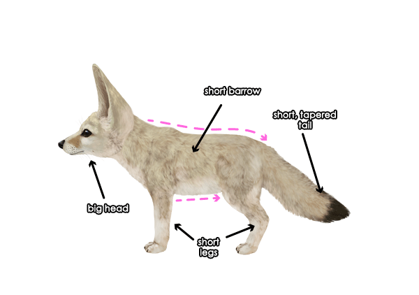 How to Draw a Fox