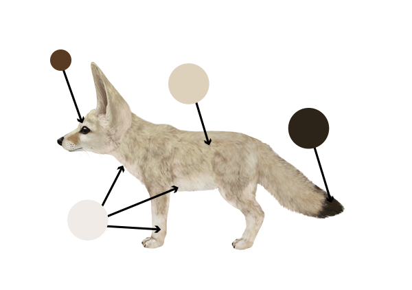 How to Draw a Fox