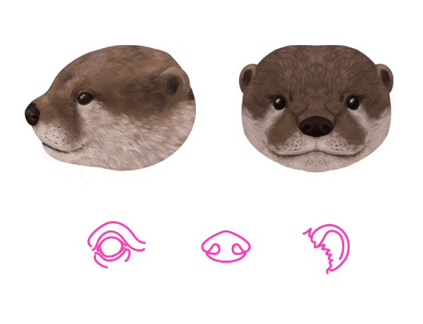 How to Draw Animals: Wolverines, Badgers, Otters and Martens - Tuts+