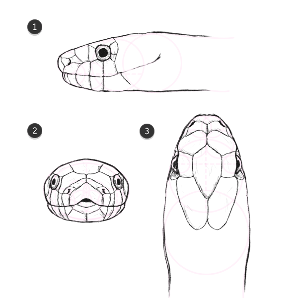 Computer Tips and Tricks How to Draw Animals Snakes and 