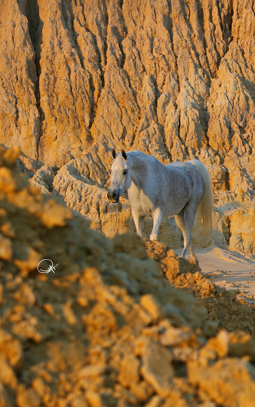 Imperial Maysama (D)