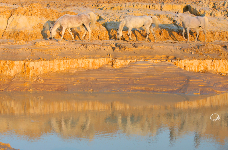 Imperial Maysama (D)