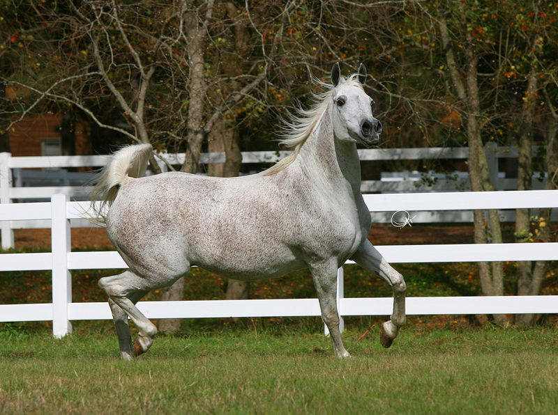 Imperial Maysama (D)