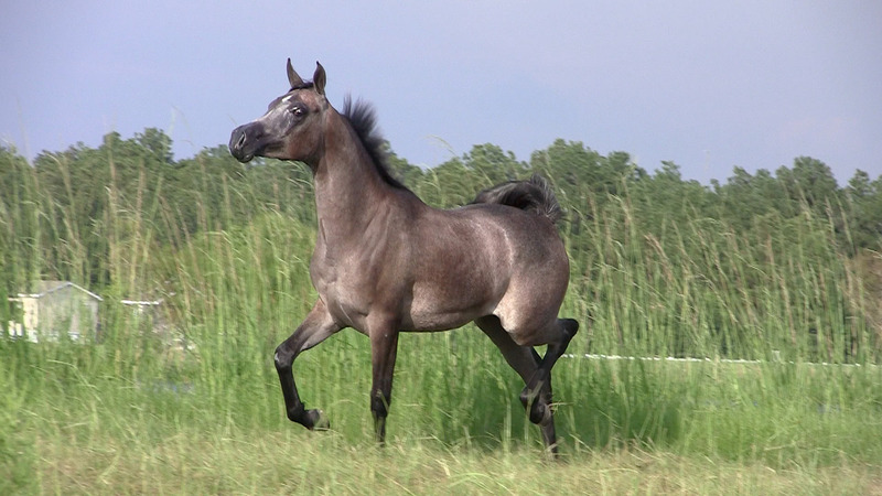 Contessa Alisayyah RB