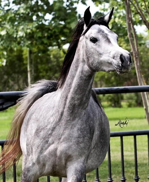 Contessa Alisayyah RB