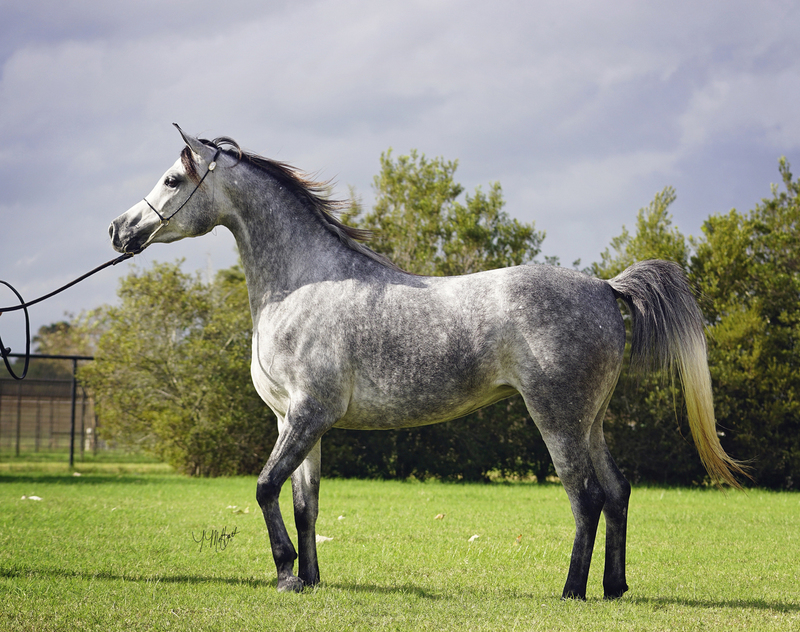 Contessa Alisayyah RB