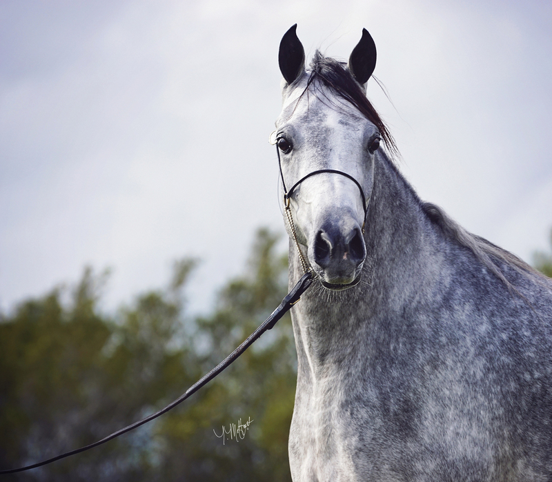 Contessa Alisayyah RB