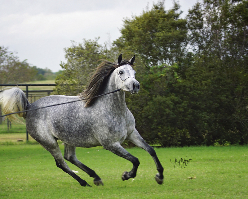 Contessa Alisayyah RB