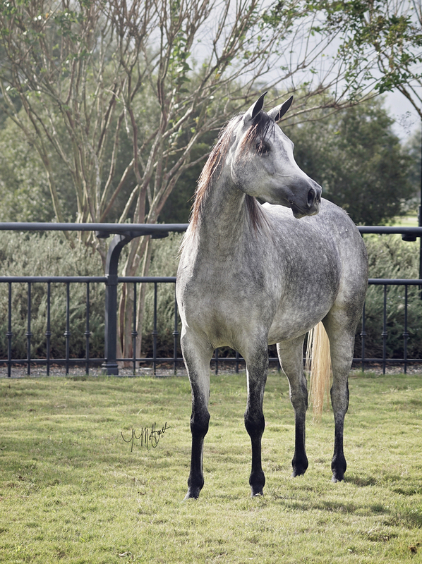 Contessa Alisayyah RB